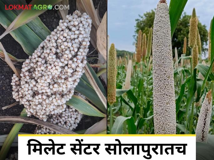 Millet Center Solapur: Millet Center to be set up in Solapur; Agreement with Hyderabad-based organization in a month | Millet Center Solapur : मिलेट सेंटर सोलापूरमध्येच होणार; हैदराबादच्या संस्थेशी महिन्यात करार Millet Center Solapur: Millet Center to be set up in Solapur; Agreement with Hyderabad-based organization in a month | Millet Center Solapur : मिलेट सेंटर सोलापूरमध्येच होणार; हैदराबादच्या संस्थेशी महिन्यात करार