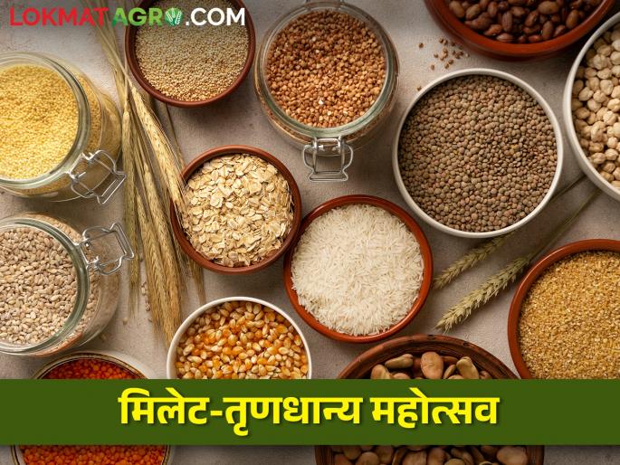 Latest News Millet Festival of Agriculture Marketing Board in Nashik | अस्सल ज्वारी, बाजरी, नाचणी, भगर, राळा एकाच प्रदर्शनात, नाशिकमध्ये मिलेट महोत्सव Latest News Millet Festival of Agriculture Marketing Board in Nashik | अस्सल ज्वारी, बाजरी, नाचणी, भगर, राळा एकाच प्रदर्शनात, नाशिकमध्ये मिलेट महोत्सव