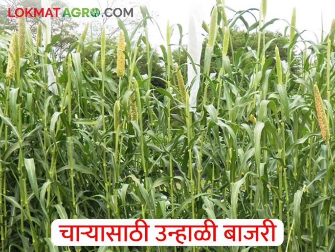 How to plant summer pearl millet bajara for grain and fodder production? | धान्य व चारा उत्पादनासाठी उन्हाळी बाजरीची लागवड कशी कराल?