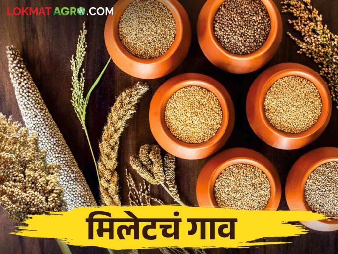 This village in Solapur is getting a new identity through millet production | मिलेट उत्पादनातून सोलापूर मधील या गावाला मिळतेय नवी ओळख This village in Solapur is getting a new identity through millet production | मिलेट उत्पादनातून सोलापूर मधील या गावाला मिळतेय नवी ओळख