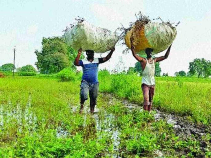 Increase in minimum wages for agricultural labourers Decision of Central Govt | शेतमजूर, कामगारांच्या किमान वेतनात वाढ; केंद्र सरकारचा निर्णय Increase in minimum wages for agricultural labourers Decision of Central Govt | शेतमजूर, कामगारांच्या किमान वेतनात वाढ; केंद्र सरकारचा निर्णय