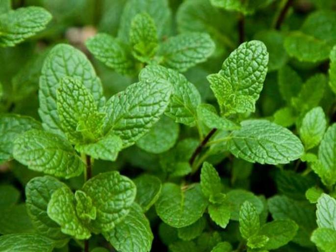 Health and beauty benefits of Pudina | डाग, पिंपल्स दूर करुन त्वचा तजेलदार करण्यासाठी वापरा पुदीना! Health and beauty benefits of Pudina | डाग, पिंपल्स दूर करुन त्वचा तजेलदार करण्यासाठी वापरा पुदीना!