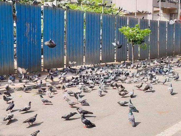 Illegal pigeon feeding continues in Mira Bhayandar, one beaten up by a grain seller | मीरा भाईंदरमध्ये बेकायदा कबुतर खाने सुरूच, दाणे विक्रेत्याकडून एकाला मारहाण Illegal pigeon feeding continues in Mira Bhayandar, one beaten up by a grain seller | मीरा भाईंदरमध्ये बेकायदा कबुतर खाने सुरूच, दाणे विक्रेत्याकडून एकाला मारहाण