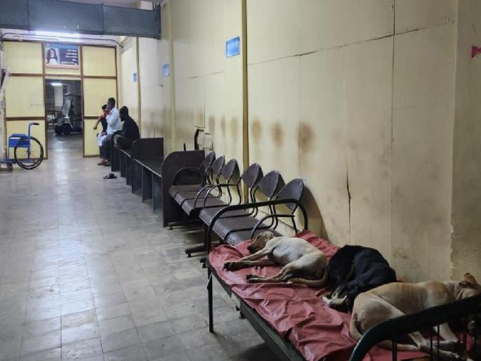 Pretty dogs stay on beds in Miraj Civil, MLA Rohit Pawar criticized the Health Minister | मिरज सिव्हिलमधील खाटांवर चक्क कुत्र्यांचा मुक्काम, रोहित पवार यांची आरोग्यमंत्र्यांवर टीका Pretty dogs stay on beds in Miraj Civil, MLA Rohit Pawar criticized the Health Minister | मिरज सिव्हिलमधील खाटांवर चक्क कुत्र्यांचा मुक्काम, रोहित पवार यांची आरोग्यमंत्र्यांवर टीका
