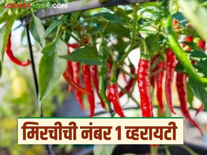 Latest News National Seed Corporations f1 farm sona chilli seeds will earn lakhs of rupees, read in detail | Mirchi F1 Variety : राष्ट्रीय बियाणे महामंडळाचे मिरचीचे 'हे' बियाणे चांगला नफा मिळवून देईल!