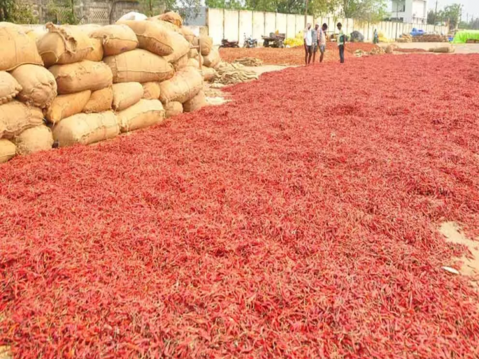 From Teja to Rasgulla, red chillies became cheaper; But spicy, tangy food can be expensive | तेजा ते रसगुल्ला, लाल मिरची स्वस्त झाली; पण अतितिखट, झणझणीत खाणे पडू शकते महाग From Teja to Rasgulla, red chillies became cheaper; But spicy, tangy food can be expensive | तेजा ते रसगुल्ला, लाल मिरची स्वस्त झाली; पण अतितिखट, झणझणीत खाणे पडू शकते महाग