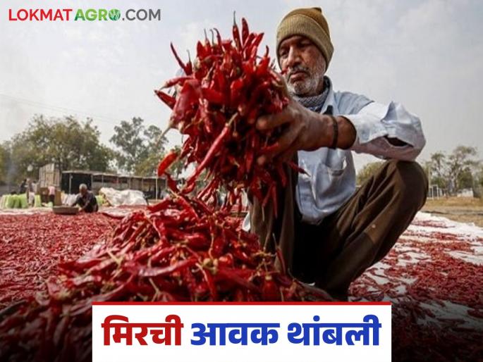 Latest News Nandurbar Mirchi Market Rains stop arrival of chillies, turnover of Rs 2 crores stalled, read in detail | पावसानं मिरचीची आवक थांबवली, मार्केटमध्ये दोन कोटींची उलाढाल ठप्प, वाचा सविस्तर  Latest News Nandurbar Mirchi Market Rains stop arrival of chillies, turnover of Rs 2 crores stalled, read in detail | पावसानं मिरचीची आवक थांबवली, मार्केटमध्ये दोन कोटींची उलाढाल ठप्प, वाचा सविस्तर