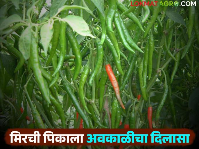 latest news Mirchi Pik: Pre-season chillies get a boost due to unseasonal weather! Read in detail | Mirchi Pik : अवकाळीमुळे पूर्वहंगामी मिरचीला मिळाले जीवदान! वाचा सविस्तर