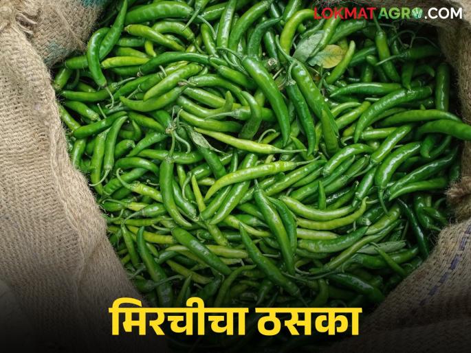 Green chillies hit farmers hard; big difference between actual market and selling price | हिरव्या मिरचीचा शेतकऱ्यांनाच ठसका; प्रत्यक्ष बाजार आणि विक्रीच्या दरात मोठा फरक Green chillies hit farmers hard; big difference between actual market and selling price | हिरव्या मिरचीचा शेतकऱ्यांनाच ठसका; प्रत्यक्ष बाजार आणि विक्रीच्या दरात मोठा फरक