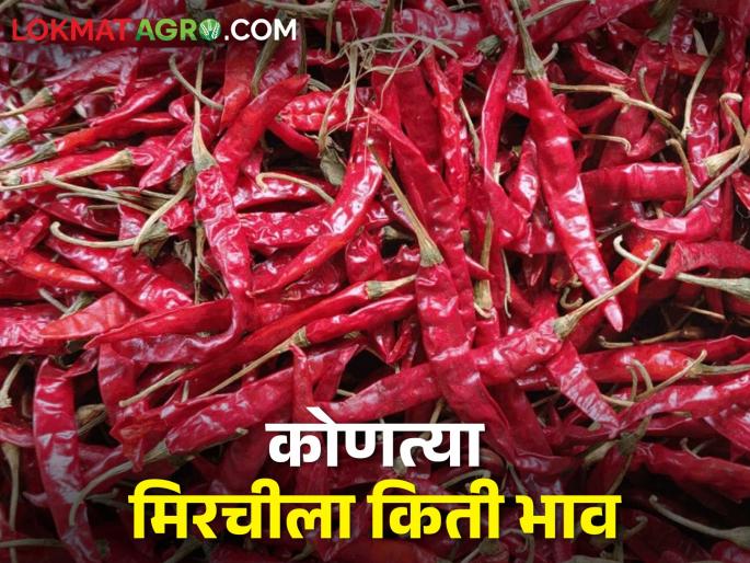 buy chili; 'Gujarat Gondal' chilli brought down the price of 'Byadgi' chilli | मिरची घ्या मिरची; 'गुजरात गोंदल' मिरचीने पाडला 'ब्याडगी'चा भाव buy chili; 'Gujarat Gondal' chilli brought down the price of 'Byadgi' chilli | मिरची घ्या मिरची; 'गुजरात गोंदल' मिरचीने पाडला 'ब्याडगी'चा भाव