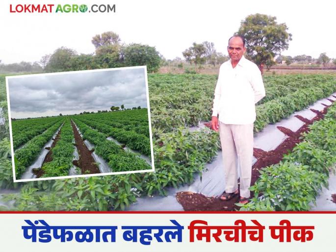 Famers Success Story: latest news 'This' village in the drought-prone belt is becoming a 'chilli hub' read in detail | Famers Success Story: दुष्काळी पट्ट्यातील 'हे' गाव 'मिरची हब' म्हणून येतंय नावारुपाला वाचा सविस्तर Famers Success Story: latest news 'This' village in the drought-prone belt is becoming a 'chilli hub' read in detail | Famers Success Story: दुष्काळी पट्ट्यातील 'हे' गाव 'मिरची हब' म्हणून येतंय नावारुपाला वाचा सविस्तर