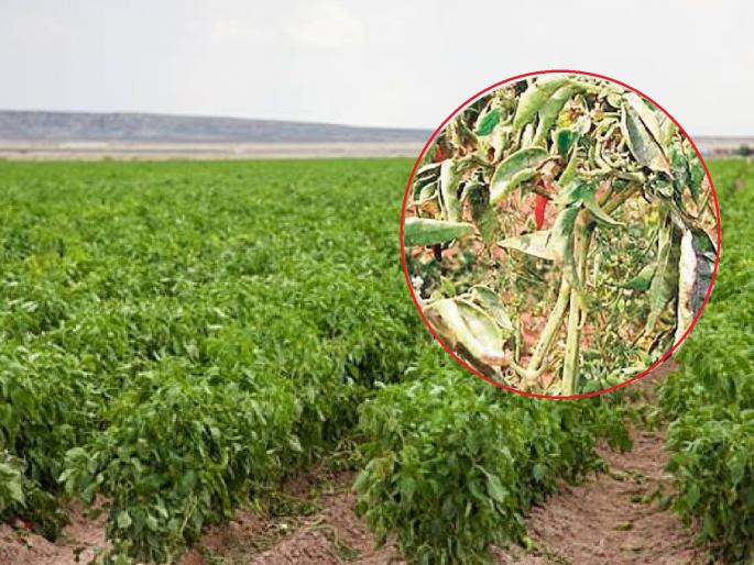 Incidence of Kokda, Churda-Murda disease on chillies; Farmers uprooted crops, expenses were also wasted | मिरचीवर कोकडा, चुरडा-मुरडा रोगाचा प्रादुर्भाव; शेतकऱ्यांनी पीक उपटली, खर्चही गेला वाया Incidence of Kokda, Churda-Murda disease on chillies; Farmers uprooted crops, expenses were also wasted | मिरचीवर कोकडा, चुरडा-मुरडा रोगाचा प्रादुर्भाव; शेतकऱ्यांनी पीक उपटली, खर्चही गेला वाया