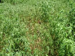 Due to water intake, onion and chilli danger | पाण्याअभावी कांदा, मिरची धोक्यात Due to water intake, onion and chilli danger | पाण्याअभावी कांदा, मिरची धोक्यात