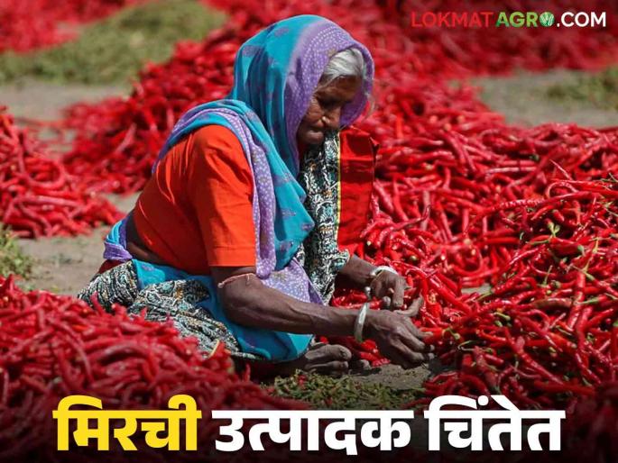 Latest News Mirchi Market Production increased, but no msp price for Nandurbar Chilli | Nandurbar Mirchi Market : उत्पादन वाढलं, पण हमीभाव मिळेना! नंदुरबारची मिरची दुर्लक्षित का?  Latest News Mirchi Market Production increased, but no msp price for Nandurbar Chilli | Nandurbar Mirchi Market : उत्पादन वाढलं, पण हमीभाव मिळेना! नंदुरबारची मिरची दुर्लक्षित का?