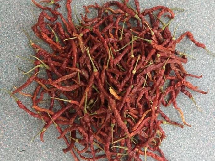 Rs.1000 per kg of chillies in Gadhinglaj market | गडहिंग्लज बाजारात मिरची प्रतिकिलो १००० रूपये Rs.1000 per kg of chillies in Gadhinglaj market | गडहिंग्लज बाजारात मिरची प्रतिकिलो १००० रूपये