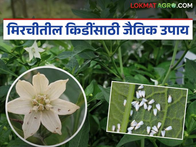 Use these low-cost biological solutions to control whiteflies and aphids in chillies | मिरचीतील पांढरी माशी व फुलकिडींच्या नियंत्रणासाठी करा 'हे' कमी खर्चाचे जैविक उपाय