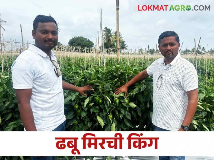 Rich Farmer story in Maharashtra: Young farmer cultivate 15 acres of capsicum | Rich Farmer story in Maharashtra नाद करा पण आमचा कुठं, युवा शेतकऱ्याने केली ढबू मिरचीची पंधरा एकरवर लागण Rich Farmer story in Maharashtra: Young farmer cultivate 15 acres of capsicum | Rich Farmer story in Maharashtra नाद करा पण आमचा कुठं, युवा शेतकऱ्याने केली ढबू मिरचीची पंधरा एकरवर लागण