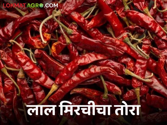 Latest News Mirchi Market Red chilly has increased in Mumbai market, see details | Mirchi Market : मुंबई बाजारात लाल मिरचीचा तोरा वाढला, अकोला, नागपूरमध्ये काय भाव?  Latest News Mirchi Market Red chilly has increased in Mumbai market, see details | Mirchi Market : मुंबई बाजारात लाल मिरचीचा तोरा वाढला, अकोला, नागपूरमध्ये काय भाव?