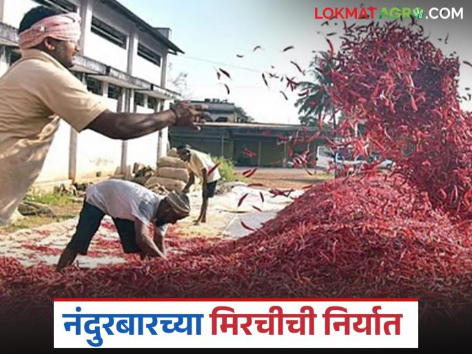 Latest news Nandurbar chilli prices fall, demand from Gulf countries and Bangladesh decreases | नंदुरबारच्या मिरचीचे दर घसरले, आखाती देश आणि बांगलादेशातून मागणी घटली Latest news Nandurbar chilli prices fall, demand from Gulf countries and Bangladesh decreases | नंदुरबारच्या मिरचीचे दर घसरले, आखाती देश आणि बांगलादेशातून मागणी घटली