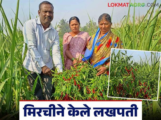 Farmer Success Story : Twenty guntha of chilli intercrop in sugarcane made this farmer a millionaire | Farmer Success Story : वीस गुंठे उसातल्या मिरचीने या शेतकऱ्याला केले लखपती Farmer Success Story : Twenty guntha of chilli intercrop in sugarcane made this farmer a millionaire | Farmer Success Story : वीस गुंठे उसातल्या मिरचीने या शेतकऱ्याला केले लखपती