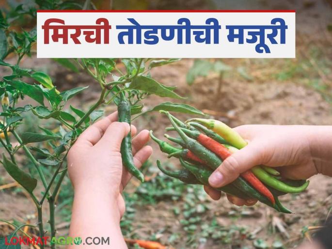 Latest News Mirchi Todni 500 rupees for 12 hours of work to harvesting chilly in telangana | Agriculture News : तेलंगणात मिरची तोडण्यासाठी गेलेले मजूर रिकाम्या हातानेच का परतले? वाचा सविस्तर  Latest News Mirchi Todni 500 rupees for 12 hours of work to harvesting chilly in telangana | Agriculture News : तेलंगणात मिरची तोडण्यासाठी गेलेले मजूर रिकाम्या हातानेच का परतले? वाचा सविस्तर