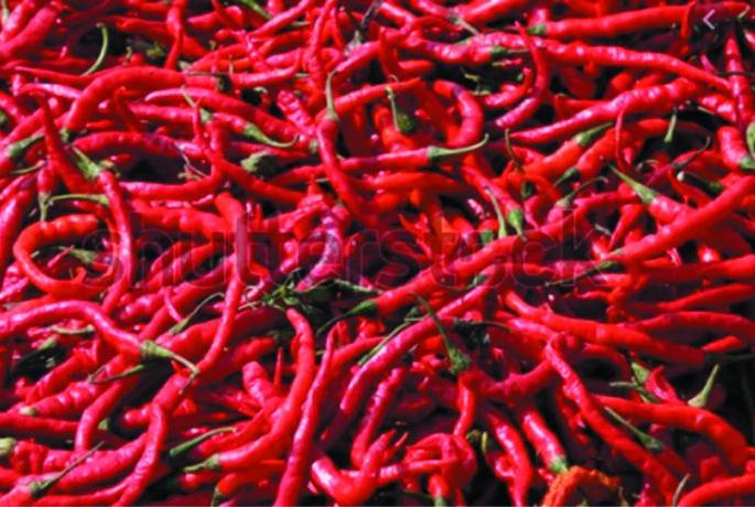 Accompanied farmers by red pepper during the Corona period | कोरोना काळात लाल मिरचीने दिली शेतकऱ्यांना साथ Accompanied farmers by red pepper during the Corona period | कोरोना काळात लाल मिरचीने दिली शेतकऱ्यांना साथ