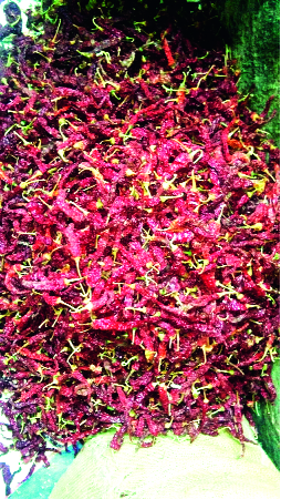 The sale of SIGANTA in the name of 'Badadgi' | ‘ब्याडगी’च्या नावाखाली ‘सिजन्टा’ची विक्री The sale of SIGANTA in the name of 'Badadgi' | ‘ब्याडगी’च्या नावाखाली ‘सिजन्टा’ची विक्री