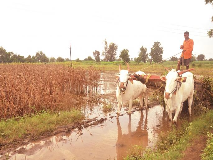 Even after ten days, the crops in the fields remained in the water | दहा दिवस उलटूनही शेतातील पिके पाण्यातच Even after ten days, the crops in the fields remained in the water | दहा दिवस उलटूनही शेतातील पिके पाण्यातच