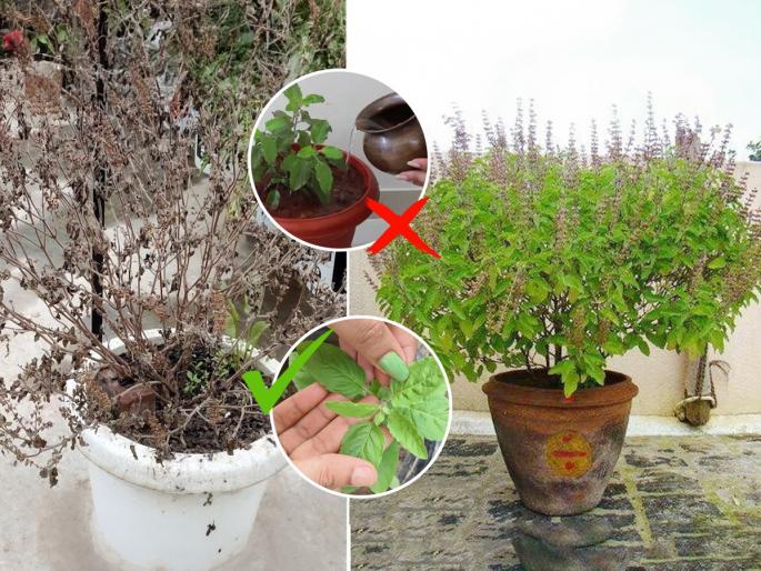 5 mistakes that can kill Tulsi plant how to get new growth of holy basil mistakes that kill Tulsi plant Tulsi plant care mistakes common Tulsi plant problems reasons Tulsi plant not surviving Tulsi plant drying reasons | तुळशीचे रोप लावताच, काही दिवसांत कोमेजून जाते? रोज करताय ५ चुका - 'अशी' घ्या रोपाची काळजी...