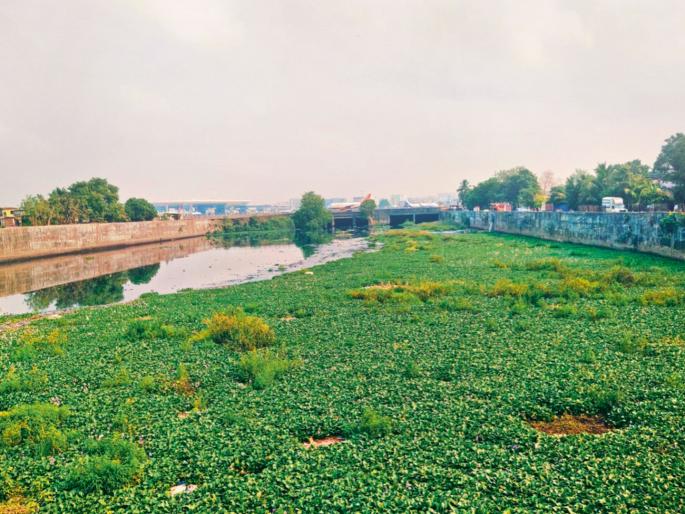 Piles of water lilies, garbage, and scrap materials, will the Mithi River flood or flow during this year's monsoon? | जलपर्णी, कचरा अन् भंगार साहित्याचे ढीग, यंदाच्या पावसाळ्यात मिठी नदी तुंबणार की वाहणार? Piles of water lilies, garbage, and scrap materials, will the Mithi River flood or flow during this year's monsoon? | जलपर्णी, कचरा अन् भंगार साहित्याचे ढीग, यंदाच्या पावसाळ्यात मिठी नदी तुंबणार की वाहणार?