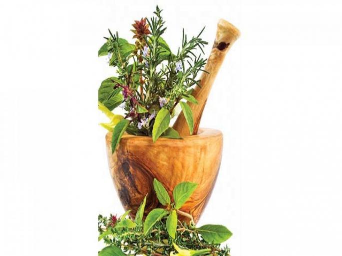 Consumption of tulsi, currey leaves and neem are healthy; benefits are much more | या तीन पानांचे सेवन आहे गुणकारी; फायदे वाचून व्हाल अवाक्... Consumption of tulsi, currey leaves and neem are healthy; benefits are much more | या तीन पानांचे सेवन आहे गुणकारी; फायदे वाचून व्हाल अवाक्...