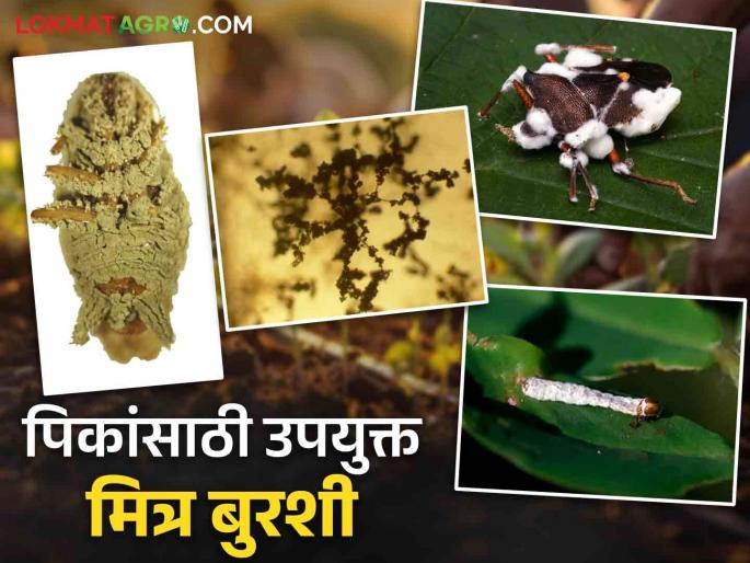 What are the top five friendly fungi for crop pest and disease control? Read in detail | पिकांतील कीड व रोग नियंत्रणासाठी टॉप फाइव मित्र बुरशी कोणत्या? वाचा सविस्तर What are the top five friendly fungi for crop pest and disease control? Read in detail | पिकांतील कीड व रोग नियंत्रणासाठी टॉप फाइव मित्र बुरशी कोणत्या? वाचा सविस्तर