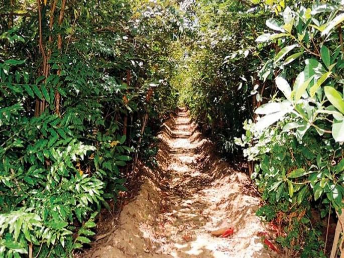 University to set up ‘Miyawaki Solidarity Project’; 5,000 trees to be planted in half an acre | विद्यापीठात उभारणार ‘मियावाकी घनवन प्रकल्प’; अर्ध्या एकरात लावणार ५ हजार झाडे University to set up ‘Miyawaki Solidarity Project’; 5,000 trees to be planted in half an acre | विद्यापीठात उभारणार ‘मियावाकी घनवन प्रकल्प’; अर्ध्या एकरात लावणार ५ हजार झाडे