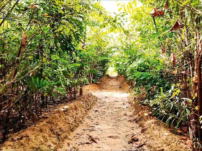 'Miyawaki': This tree of foreign soil is objectionable, why is it? | ‘मियावाकी’ : विदेशी पद्धतीच्या या वृक्षारोपणाला हरकत आहे, ती का?