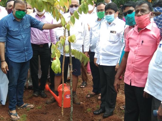 In Chiplun the forest is developed according to the Miyawaki forest method | चिपळुणात मियावाकी जंगल पद्धतीनुसार जंगल विकसित