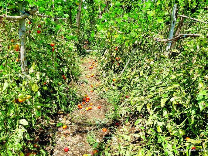 untimely rain with hail; 21 thousand hectares of 912 villages were affected | अवकाळीसह गारपीट; ९१२ गावांतील २१ हजार हेक्टरला फटका untimely rain with hail; 21 thousand hectares of 912 villages were affected | अवकाळीसह गारपीट; ९१२ गावांतील २१ हजार हेक्टरला फटका