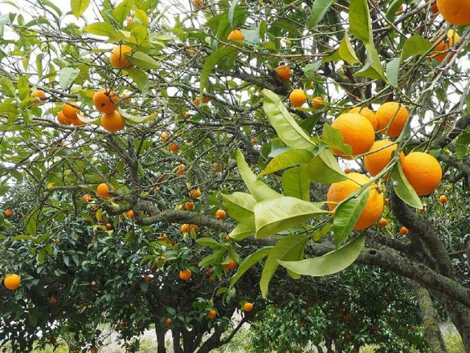 farmer cut down 5 akre of orange trees in the farm | अन् हताश झालेल्या शेतकऱ्याने ५ एकरातील संत्रा बागेवर फिरविली आरी farmer cut down 5 akre of orange trees in the farm | अन् हताश झालेल्या शेतकऱ्याने ५ एकरातील संत्रा बागेवर फिरविली आरी