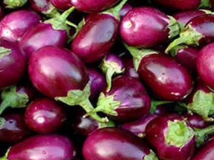 On the occasion of Champashashti, the eggplants were overcrowded, the tomatoes thundered; Prices of other vegetables stable | चंपाषष्ठीच्या मुहूर्तावर वांगे शंभरीपार, टोमॅटो गडगडला; इतर भाजीपाल्याचे भाव स्थीर On the occasion of Champashashti, the eggplants were overcrowded, the tomatoes thundered; Prices of other vegetables stable | चंपाषष्ठीच्या मुहूर्तावर वांगे शंभरीपार, टोमॅटो गडगडला; इतर भाजीपाल्याचे भाव स्थीर