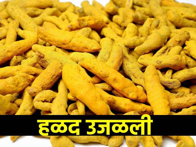 Turmeric 'brightened' by three hundred; Soybean rates steady | हळद तीनशेंनी 'उजळली'; सोयाबीनचे दर स्थिर Turmeric 'brightened' by three hundred; Soybean rates steady | हळद तीनशेंनी 'उजळली'; सोयाबीनचे दर स्थिर