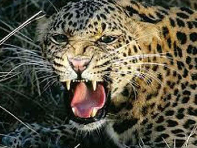 leopard attacked on a girl yavatmal | थरार! बिबट्याने धरला तिचा गळा, तिने फोडले बिबट्याचे डोके leopard attacked on a girl yavatmal | थरार! बिबट्याने धरला तिचा गळा, तिने फोडले बिबट्याचे डोके