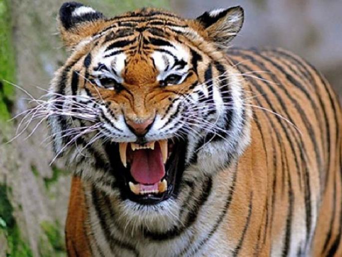 tiger kills woman in pombhurna range in chandrapur district | ‘माॅर्निंग वाॅक’ करणाऱ्यांसमोरच वाघाने घेतला महिलेचा जीव tiger kills woman in pombhurna range in chandrapur district | ‘माॅर्निंग वाॅक’ करणाऱ्यांसमोरच वाघाने घेतला महिलेचा जीव