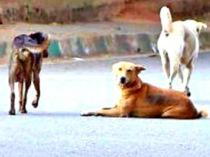 Suspicious death of 14 dogs in Saenegaon area | साेनेगाव परिसरात १४ श्वानांचा संशयास्पद मृत्यू! विष दिले की अन्नातून विषबाधा? Suspicious death of 14 dogs in Saenegaon area | साेनेगाव परिसरात १४ श्वानांचा संशयास्पद मृत्यू! विष दिले की अन्नातून विषबाधा?
