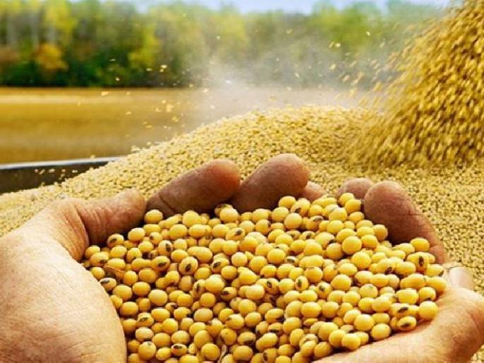 over 4.97 crore soybean turnover in Wardha market | वर्धा बाजारपेठेत ४.९७ कोटींच्या सोयाबीनची उलाढाल; ४,५०० ते ५,६०० रुपये भाव over 4.97 crore soybean turnover in Wardha market | वर्धा बाजारपेठेत ४.९७ कोटींच्या सोयाबीनची उलाढाल; ४,५०० ते ५,६०० रुपये भाव