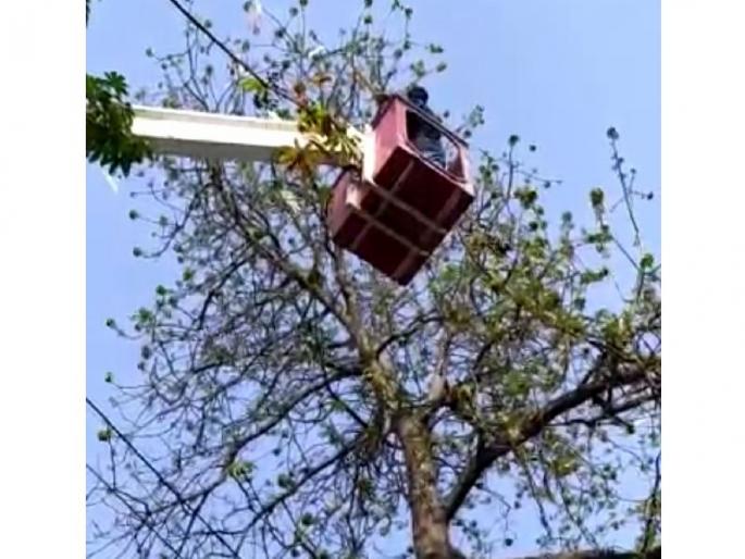 A crane was brought in to rescue a bat | Video : मांजात वटवाघूळ अडकला, वाचविण्यासाठी आणली क्रेन A crane was brought in to rescue a bat | Video : मांजात वटवाघूळ अडकला, वाचविण्यासाठी आणली क्रेन