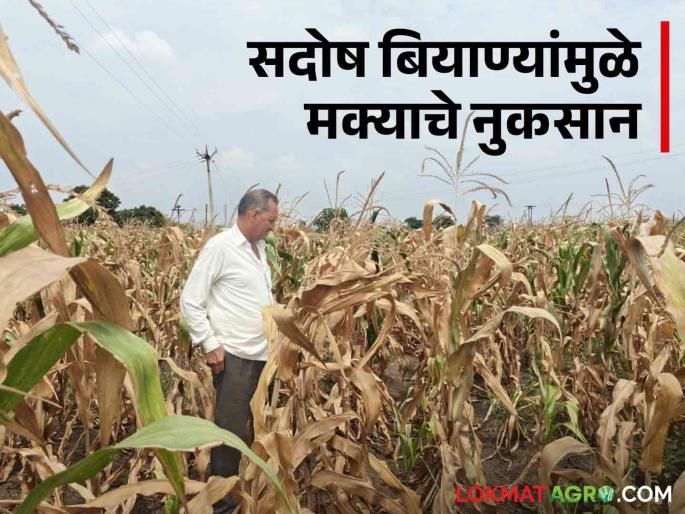 Latest news Bogas Biyane Four acres of maize burned due to defective maize seeds, know more  | Bogas Biyane : सदोष मका बियाणे निघाल्याने चार एकर मका जळाला, जाणून घ्या सविस्तर  Latest news Bogas Biyane Four acres of maize burned due to defective maize seeds, know more  | Bogas Biyane : सदोष मका बियाणे निघाल्याने चार एकर मका जळाला, जाणून घ्या सविस्तर