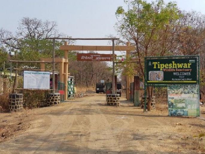 Tipeshwar Sanctuary opened its doors for tourists | हुर्रे! पर्यटकांसाठी टिपेश्वर अभयारण्याचे दार उघडले Tipeshwar Sanctuary opened its doors for tourists | हुर्रे! पर्यटकांसाठी टिपेश्वर अभयारण्याचे दार उघडले