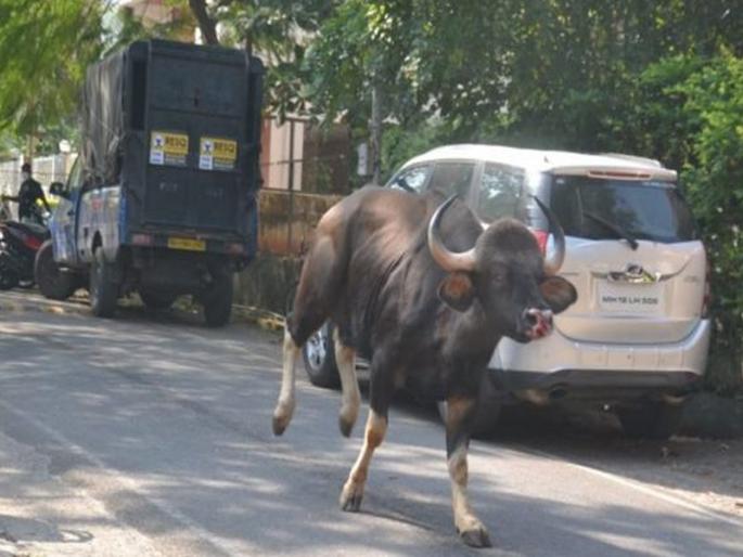A young man has died after being attacked by a Gaur; The incident took place in Kolhapur | कोल्हापूरमधील भुयेवाडीत गव्याचा हल्ला;पोटात शिंग खुपसल्यान कोथळा बाहेर, तरुण जागीच ठार A young man has died after being attacked by a Gaur; The incident took place in Kolhapur | कोल्हापूरमधील भुयेवाडीत गव्याचा हल्ला;पोटात शिंग खुपसल्यान कोथळा बाहेर, तरुण जागीच ठार