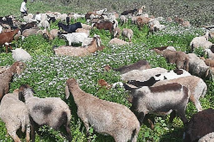 Sheep left in the field | शेतात सोडल्या मेंढ्या  Sheep left in the field | शेतात सोडल्या मेंढ्या