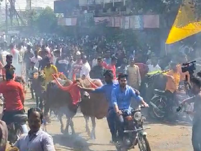 On the occasion of Diwali Padwa buffalo road show in Kolhapur, MLA Rituraj Patil drove buffalo in a car | दिवाळी पाडव्यानिमित्त कोल्हापुरात म्हशींचा 'रोड शो', आमदार ऋतुराज पाटलांनी गाडीवर बसून पळवली म्हैस -video On the occasion of Diwali Padwa buffalo road show in Kolhapur, MLA Rituraj Patil drove buffalo in a car | दिवाळी पाडव्यानिमित्त कोल्हापुरात म्हशींचा 'रोड शो', आमदार ऋतुराज पाटलांनी गाडीवर बसून पळवली म्हैस -video