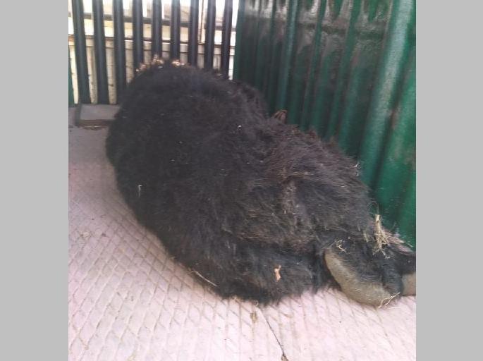 bear roaming in vihirgaon area has been captured | विहीरगाव परिसरात धुमाकूळ घालणारे अस्वल जेरबंद bear roaming in vihirgaon area has been captured | विहीरगाव परिसरात धुमाकूळ घालणारे अस्वल जेरबंद